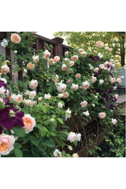 Плетиста троянда Джинджер Сілабаб у саду